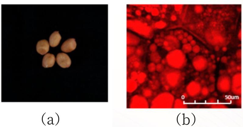 與花生含油量性狀緊密連鎖的InDel分子標(biāo)記、檢測該分子標(biāo)記的引物對及應(yīng)用