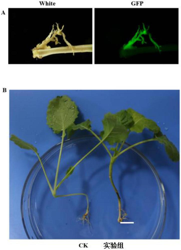 一種蕓薹屬植物的遺傳轉化方法及其應用