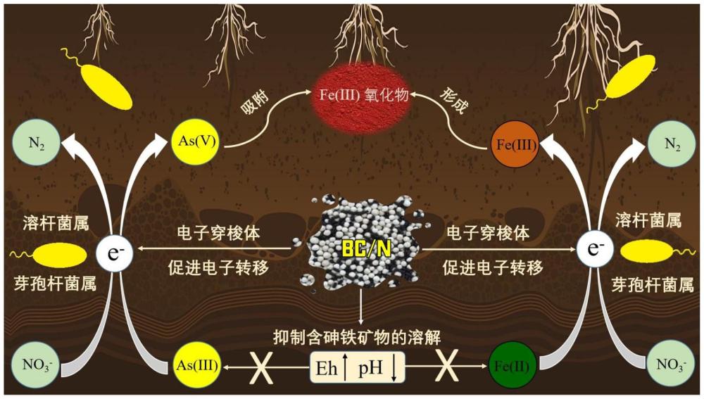 一種重度砷污染水稻土壤改良劑、處理方法及其應(yīng)用