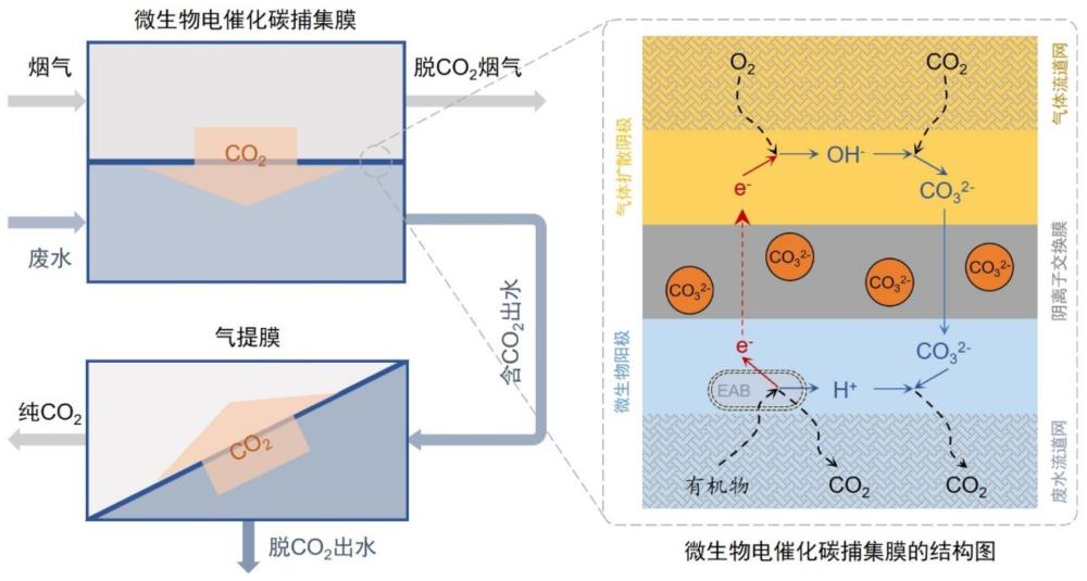 一種微生物電催化碳捕集膜及其制備方法與應(yīng)用