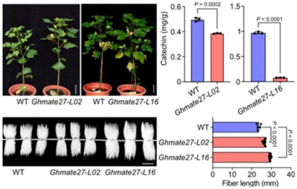 GhMATE27在調(diào)控陸地棉纖維品質(zhì)和棉花植株抗旱性中的應(yīng)用