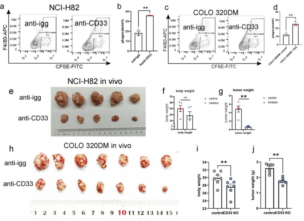 一種CD33阻斷性抗體和應用