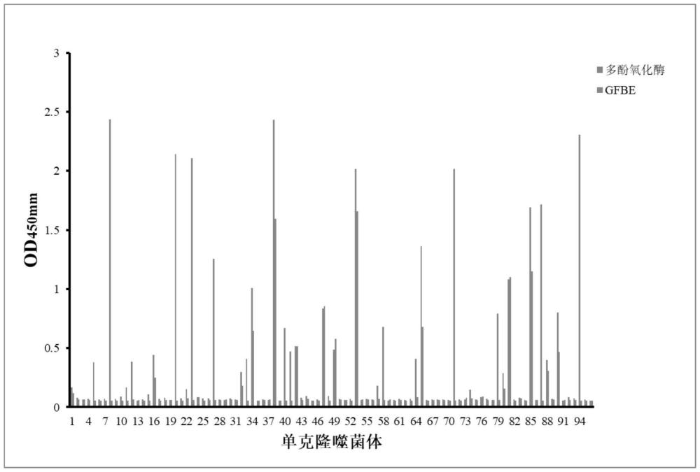 一種與多酚氧化酶結(jié)合的鯊源單域抗體及其應用