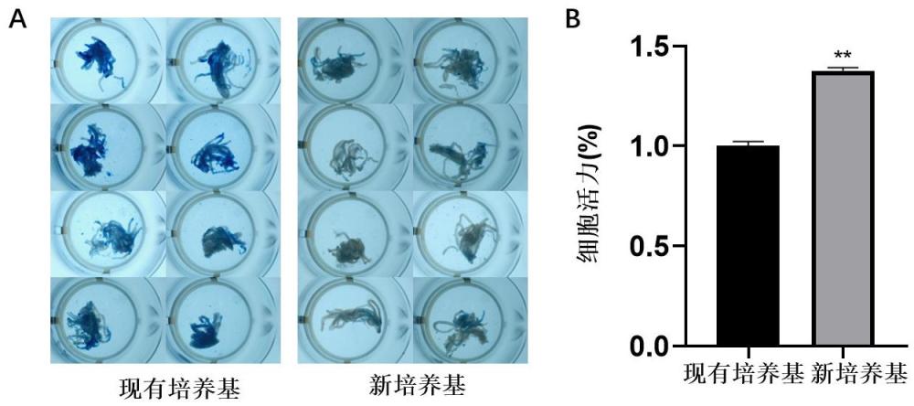 一種睪丸組織培養(yǎng)基與3D培養(yǎng)方法及其應用與流程