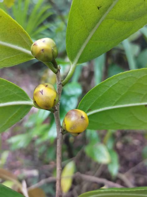 一種延長富寧金花茶花期的種植管理方法