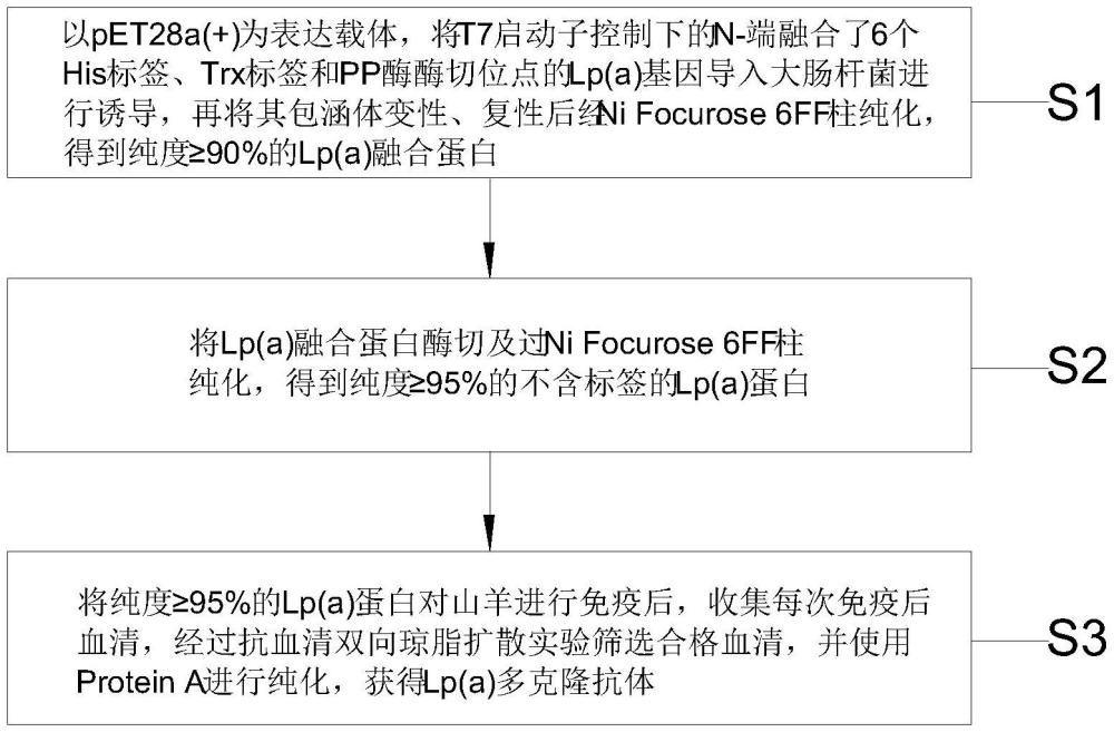 一種重組人脂蛋白a及其多克隆抗體的制備方法與流程