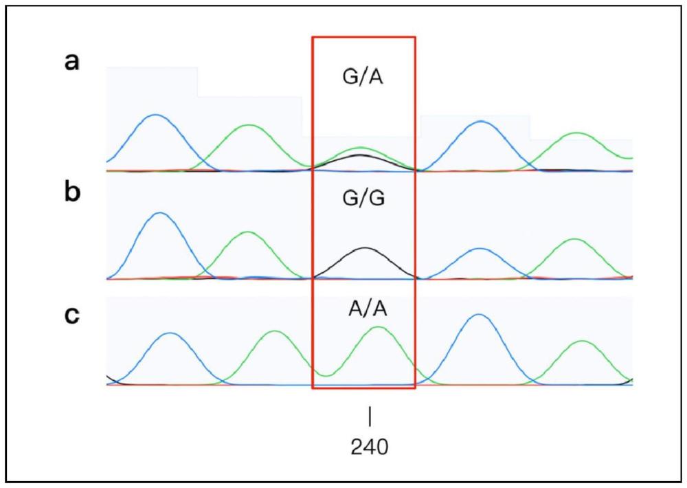 分子遺傳標記YZU-LAYER-MGM-1在鑒別高產(chǎn)蛋雞中的應用