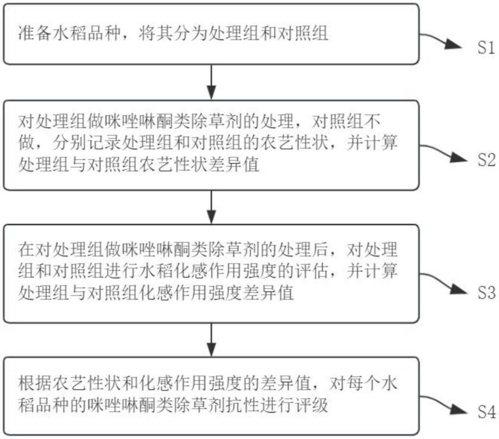 一種水稻咪唑啉酮類除草劑抗性鑒定方法與流程