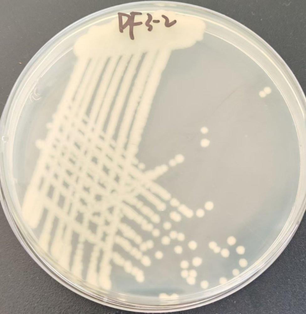 一株巨大普利斯特氏菌DF3-2及其菌劑和處理含氮污水的應(yīng)用的制作方法