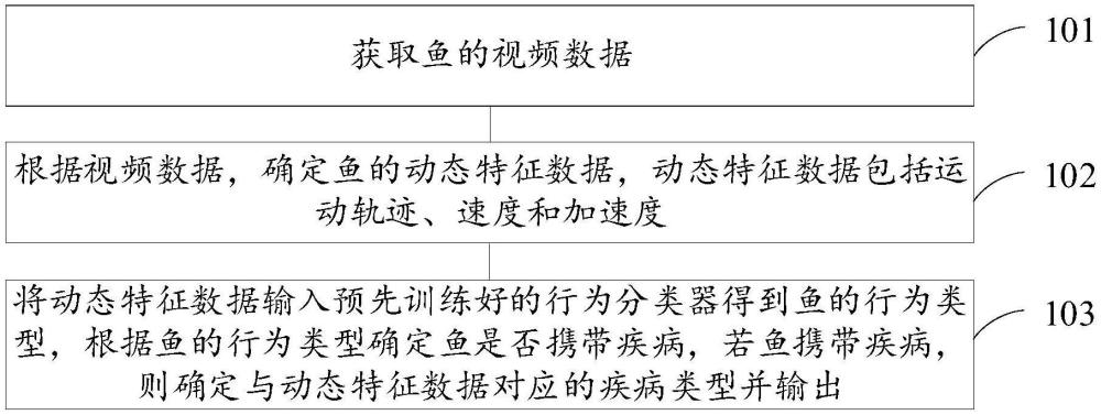 一種魚的疾病檢測方法、裝置、設備和存儲介質與流程