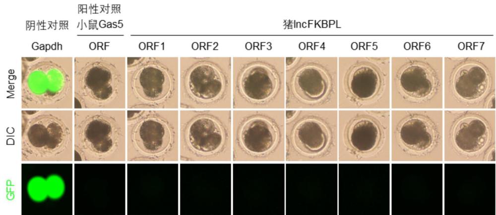 一種鑒定lncRNA的方法