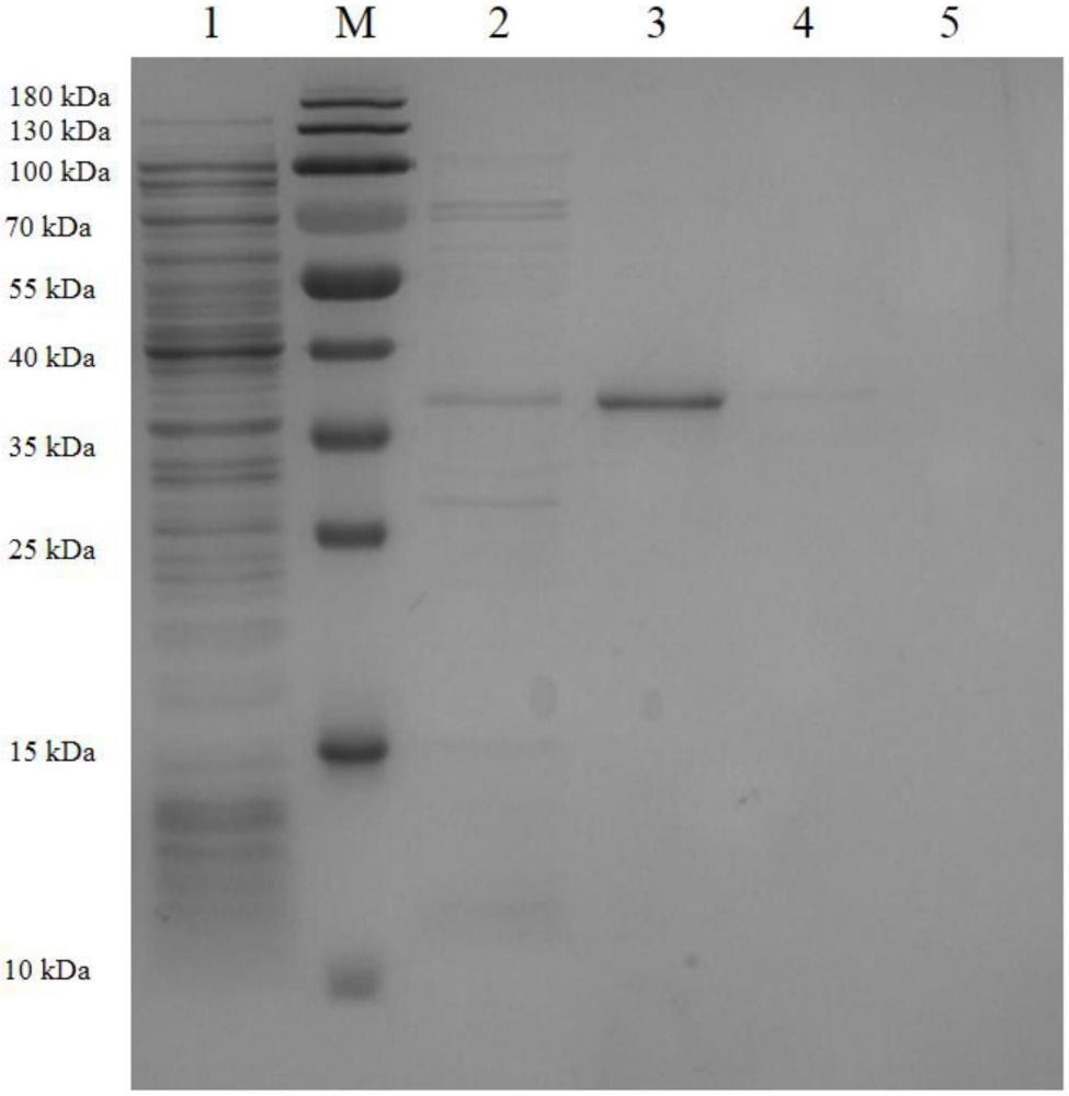 分泌抗A型塞內(nèi)卡病毒單克隆抗體的雜交瘤細(xì)胞株及其應(yīng)用