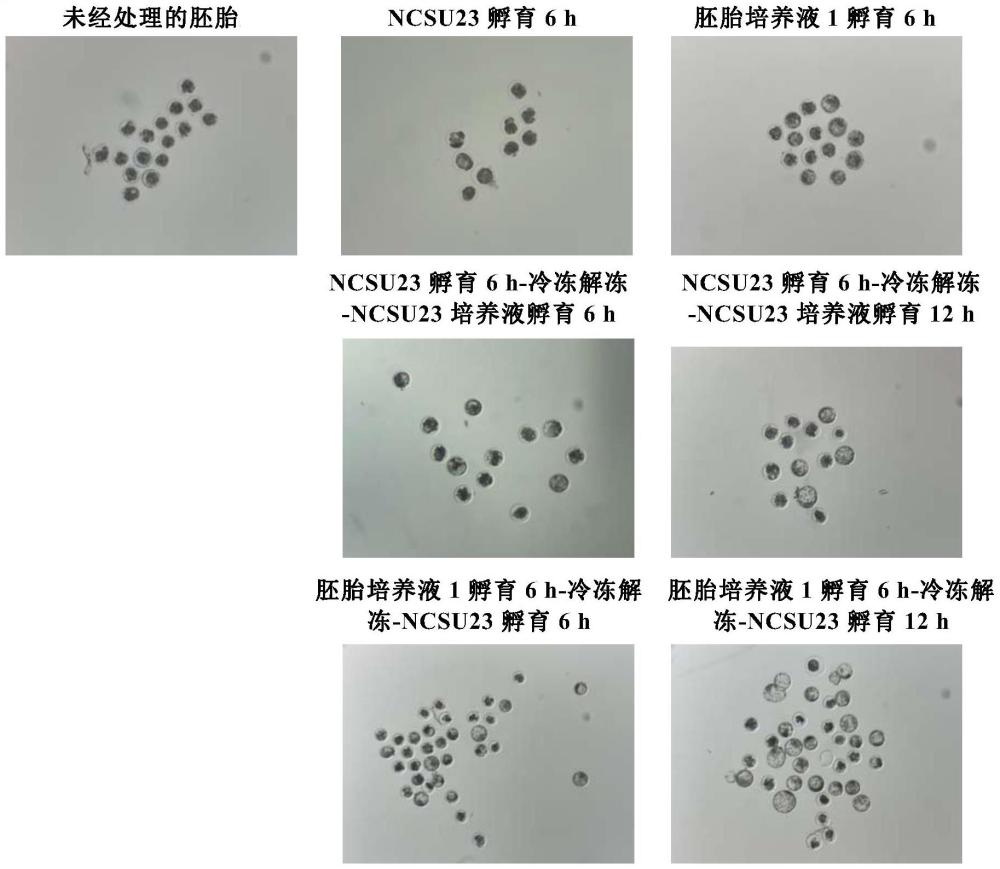 動物胚胎冷凍前降脂的培養(yǎng)液及其制備方法和應(yīng)用