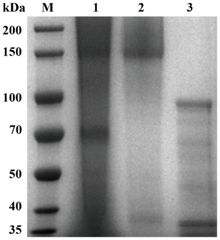 黃芪甲苷β-木糖苷酶突變體及其編碼基因、重組載體、重組菌株、酶制劑和應(yīng)用