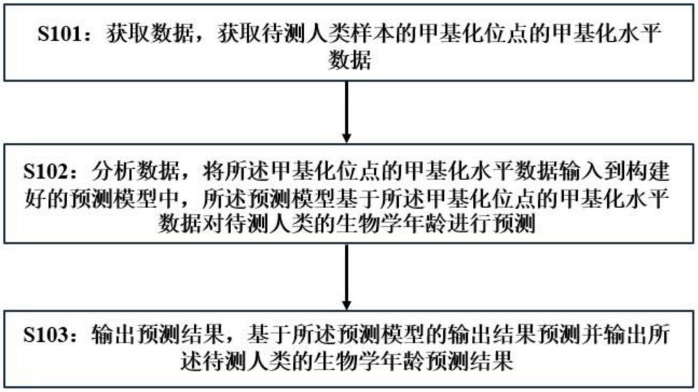 一種人類生物學(xué)年齡預(yù)測方法、系統(tǒng)、計算機設(shè)備及存儲介質(zhì)與流程