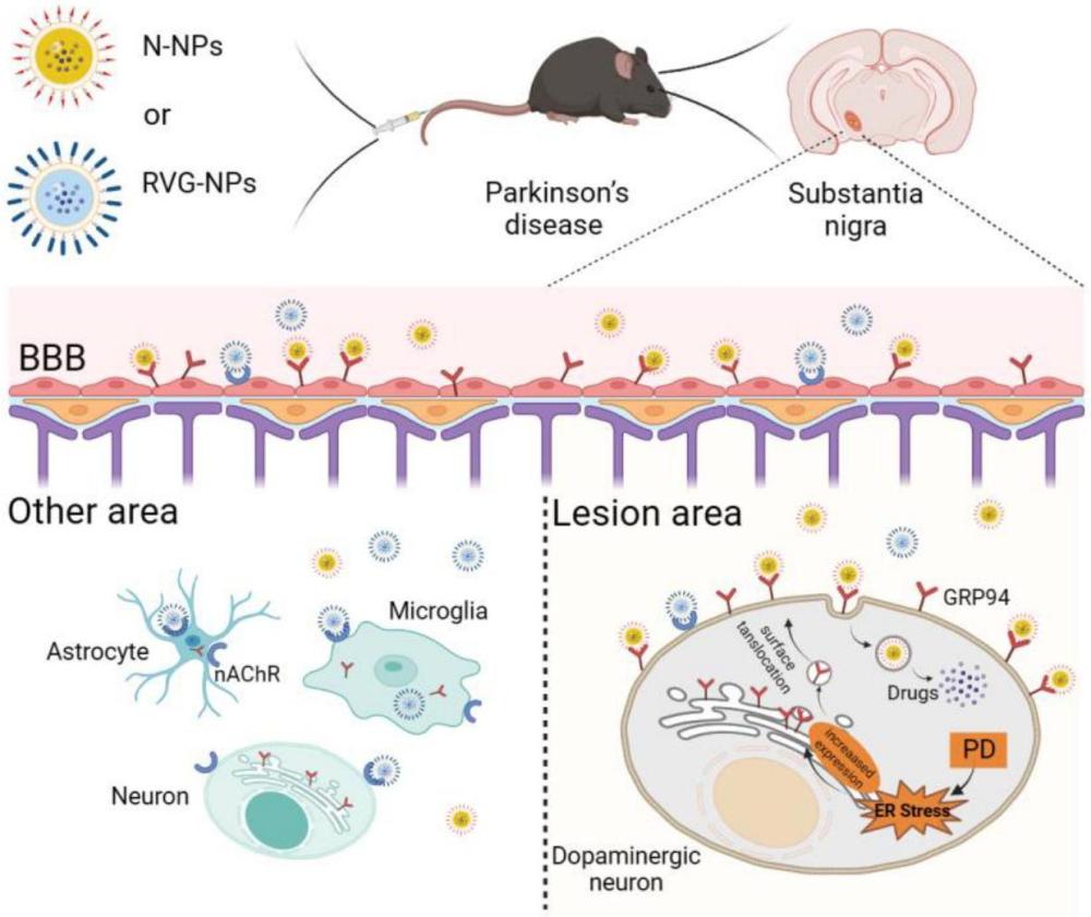 GRP94蛋白作為遞藥靶點(diǎn)在帕金森病藥物載體構(gòu)建中的應(yīng)用