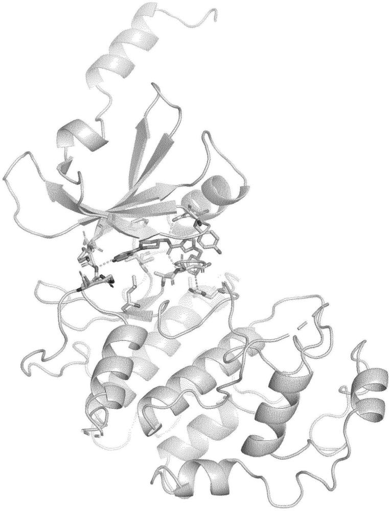 CDK8和CDK19的抑制劑