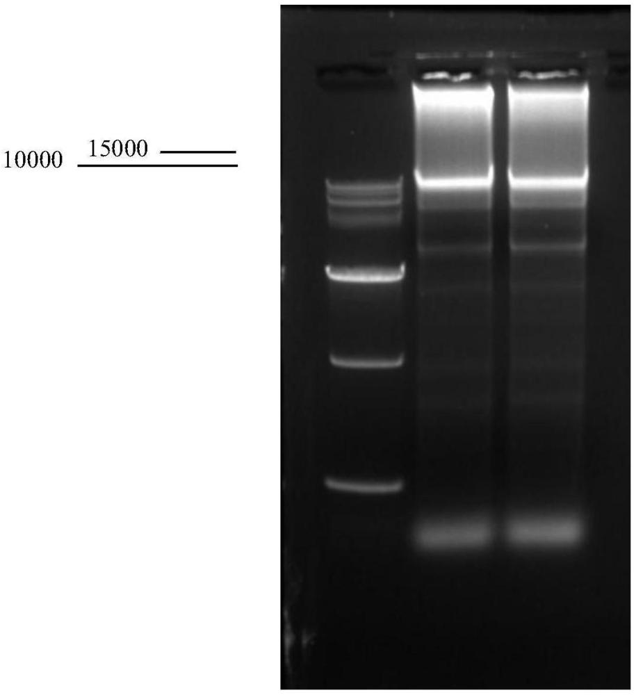 一種GI型日本腦炎病毒弱毒疫苗株SD12-F120株及其感染性克隆的構(gòu)建及其應(yīng)用