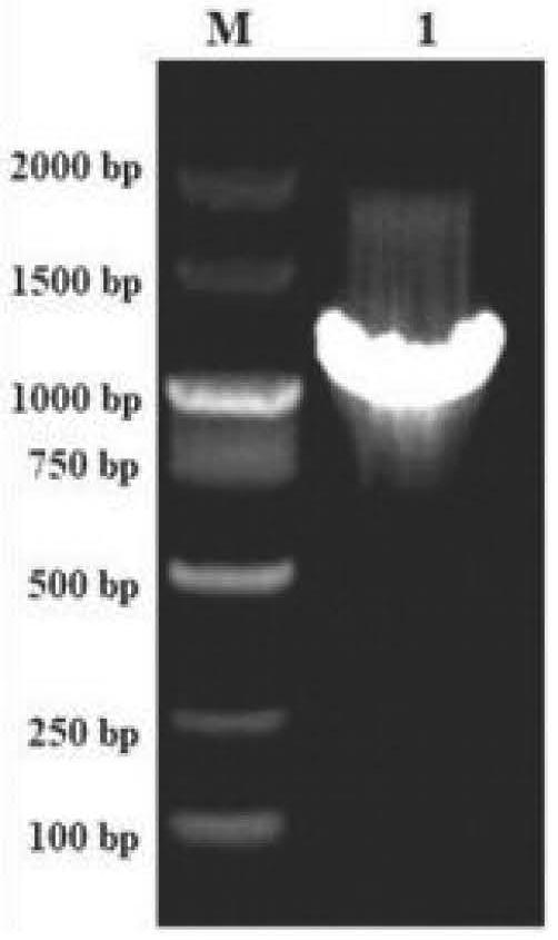 犬冠狀病毒N蛋白的單抗、免疫膠體金試紙條及其制備方法