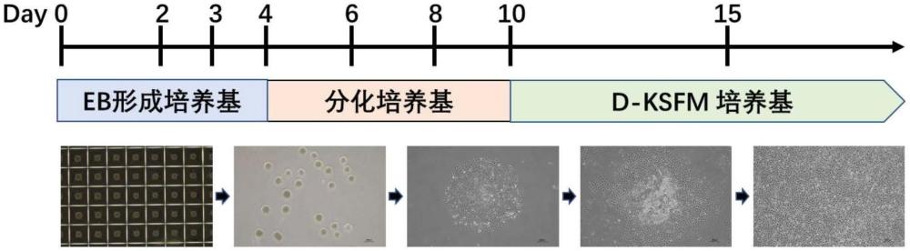 人多能干細(xì)胞3D分化來源的人上皮干細(xì)胞3D-hEpSC及其培養(yǎng)基和應(yīng)用的制作方法