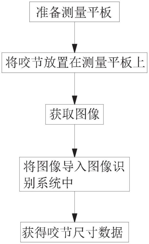 一種大熊貓糞便咬節(jié)的測量方法與流程