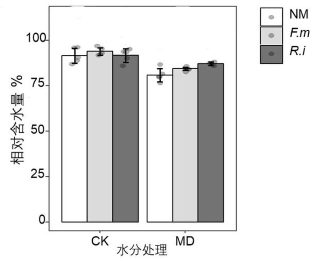 一種利用叢枝菌根真菌提高燕麥生長和抗旱能力的方法