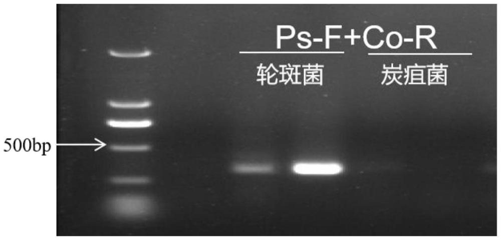 一種柑橘輪斑病菌和炭疽病菌的快速檢測方法