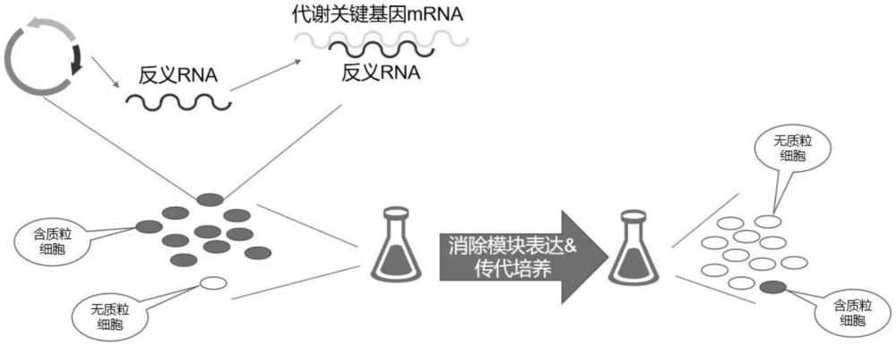 一種基于誘導(dǎo)型啟動(dòng)子的質(zhì)粒消除模塊的應(yīng)用的制作方法