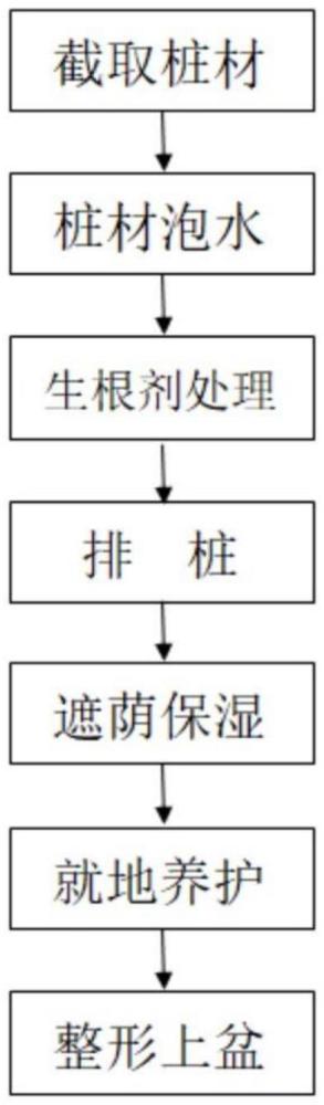 一種對節(jié)白蠟枝干育樁方法與流程