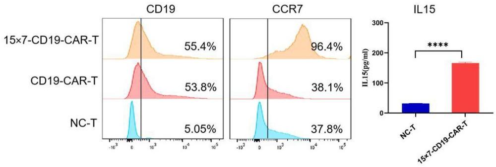 共表達(dá)細(xì)胞因子IL15和淋巴結(jié)歸巢信號CCR7的CAR-T細(xì)胞的構(gòu)建方法