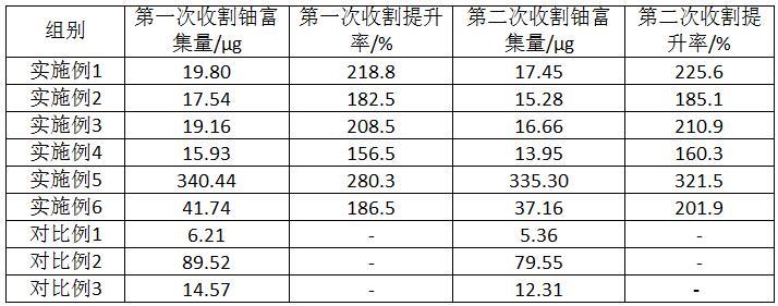 一種提高超富集植物地上部分鈾富集量的方法