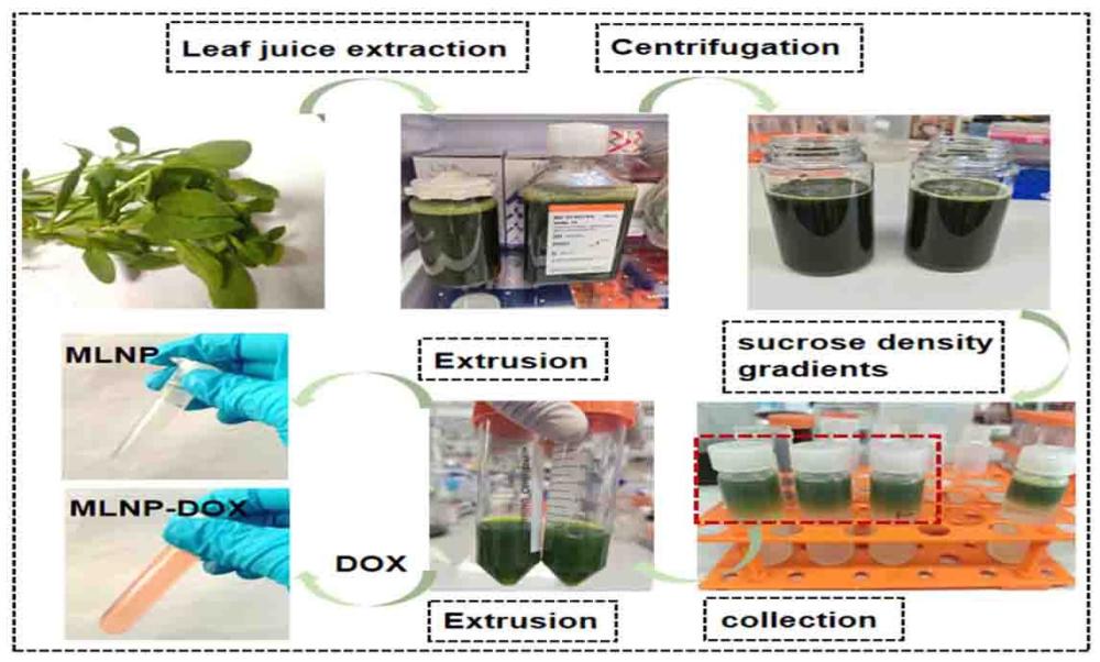 一種負載阿霉素的甜葉菊外泌體藥物載體及制備方法和應用