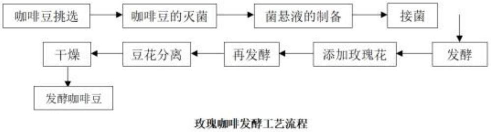 一株馬克斯克魯維酵母、玫瑰風(fēng)味咖啡豆的發(fā)酵方法及咖啡豆