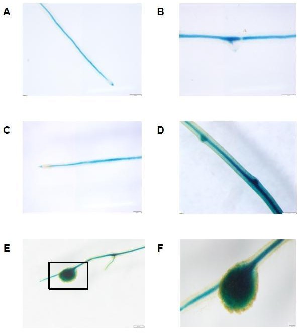 一種與植物結(jié)瘤能力相關(guān)的蛋白FH及其編碼基因與應(yīng)用