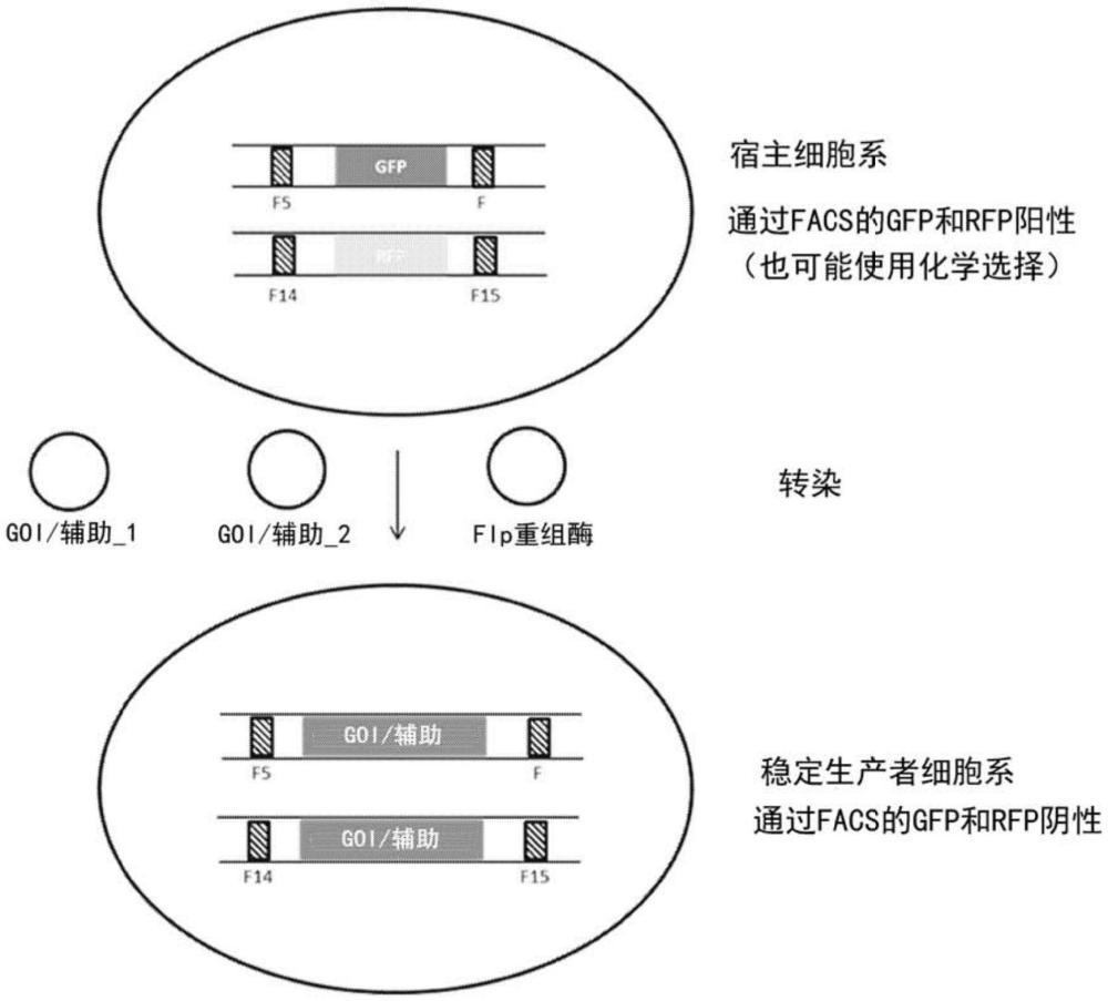 難以表達的蛋白質(zhì)的多位點特異性整合細胞的制作方法