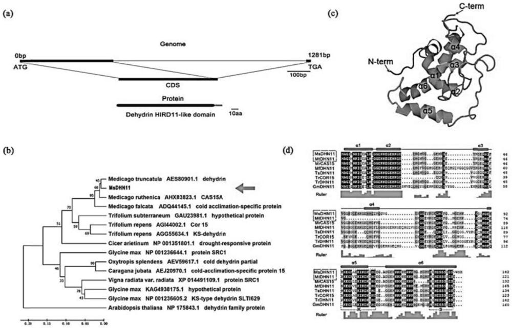紫花苜蓿MsDHN11基因及其在植物抗旱中的應用