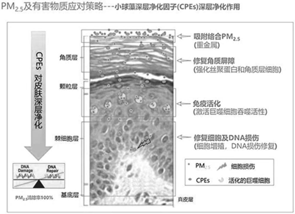 一種可以加速身體代謝提高泡浴效果的芳療液及其制備方法與流程