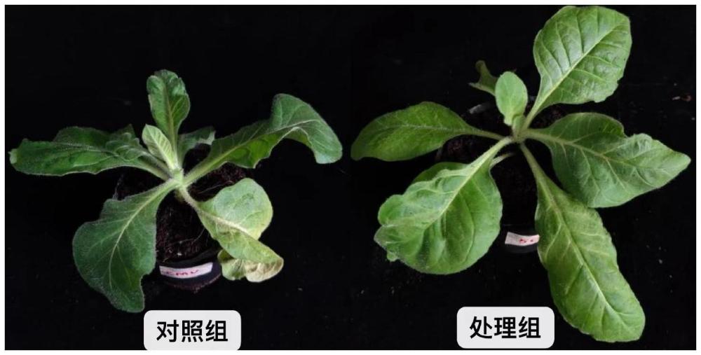 克里本類芽孢桿菌航天突變體ΔPS04-17菌株在防治黃瓜花葉病毒中的應(yīng)用