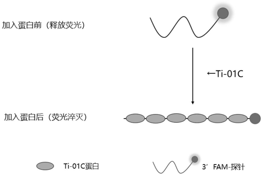 重組酶結(jié)合探針致熒光信號下降在酶活性檢測方面的應(yīng)用及檢測方法與流程