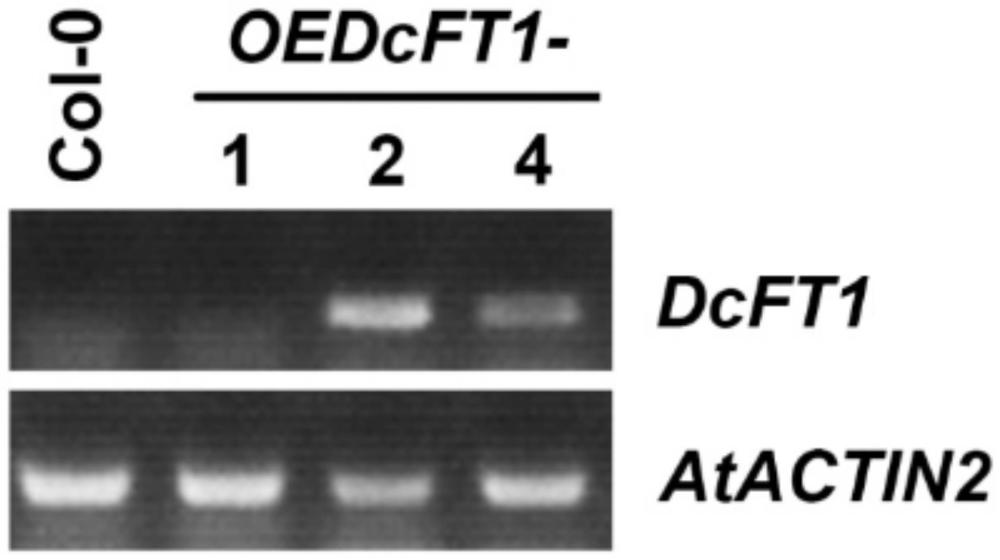 蛋白質(zhì)DcFT1在抑制植物開花和生長中的應用