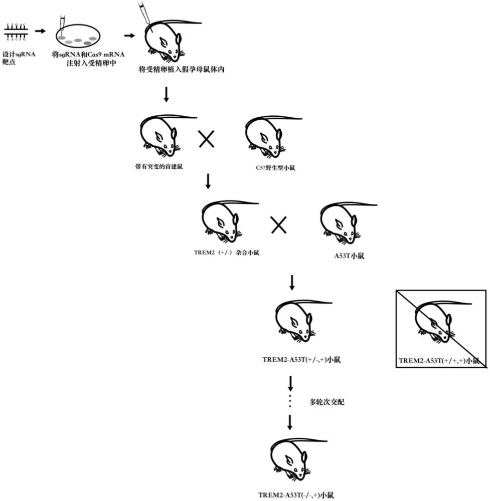 一種帕金森病認(rèn)知障礙小鼠模型的構(gòu)建方法與應(yīng)用與流程