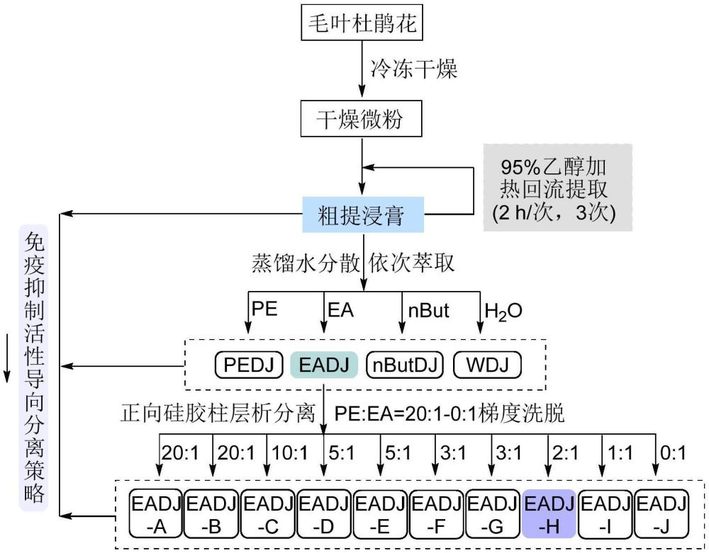 一種具有免疫抑制功能的毛棉杜鵑提取物及其制備方法和應用與流程