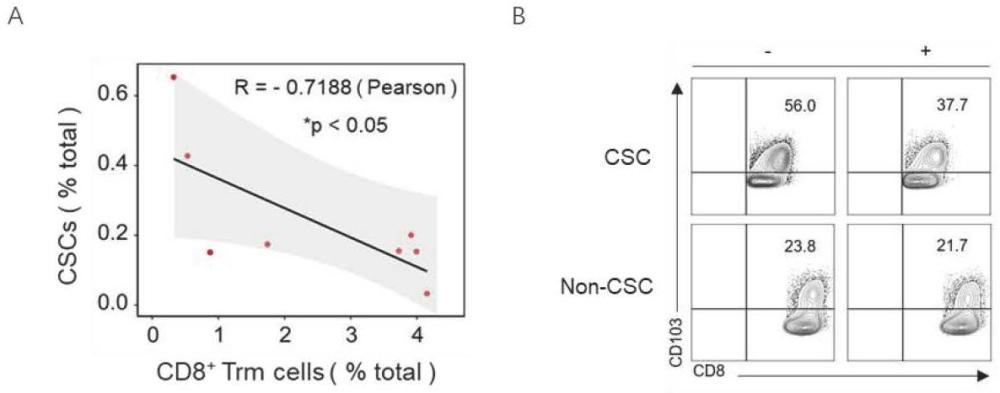 一種抑制Acetyl-CoA或乙酰化酶GCN5的試劑及其應(yīng)用