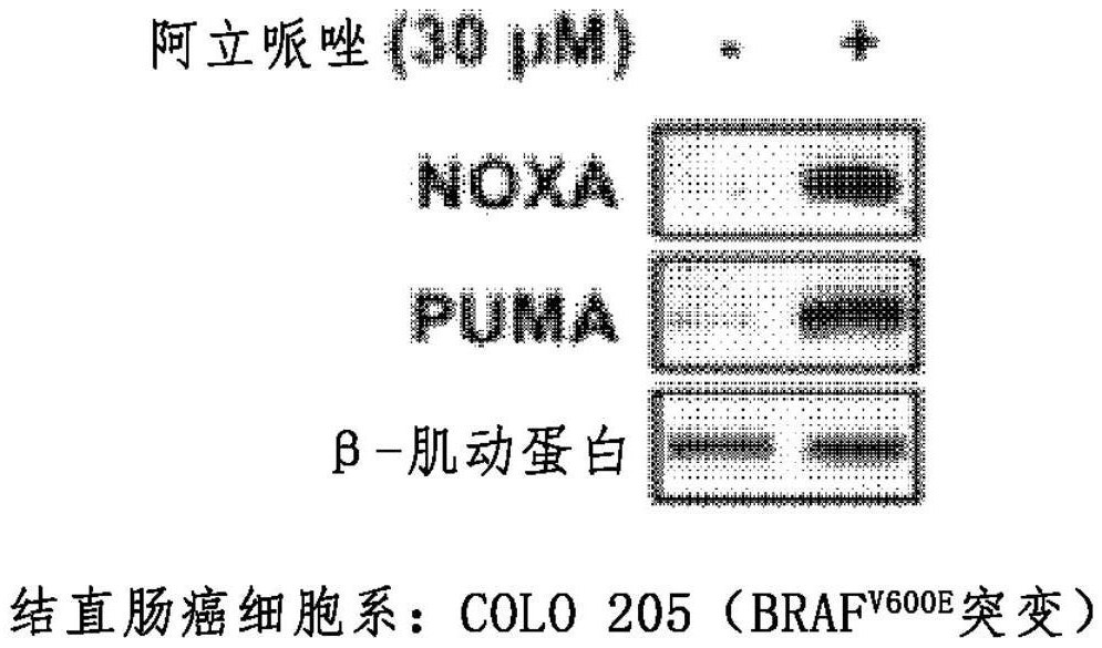 含有阿立哌唑作為活性成分的用于增強(qiáng)ERK抑制劑的抗癌效果的組合物