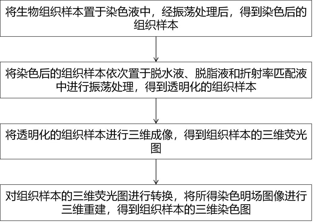 一種基于組織光透明的快速三維成像方法