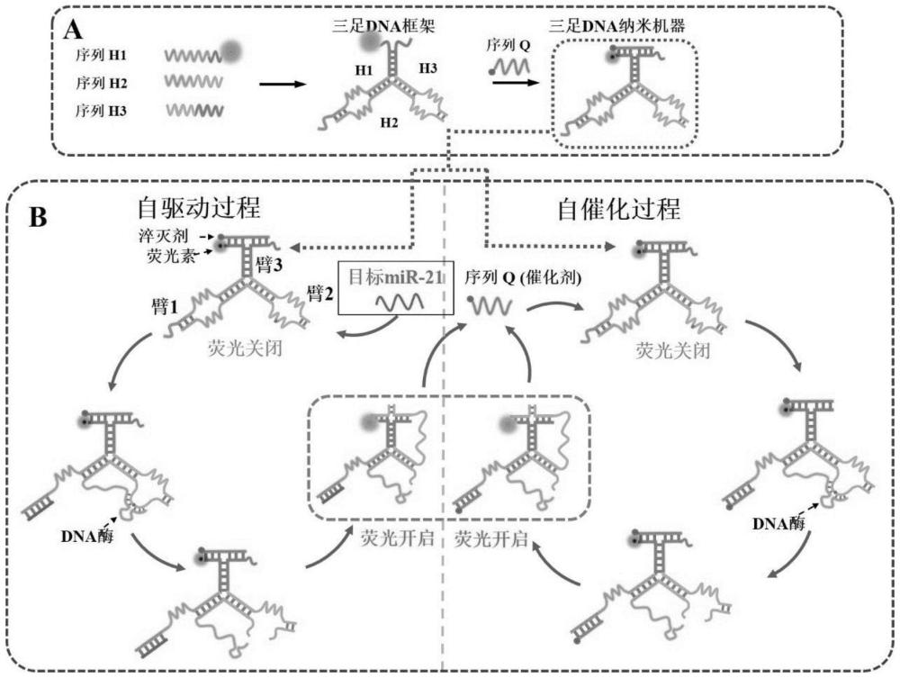 一種基于自驅(qū)動和自催化的三足DNA納米機(jī)器檢測miR-21的方法與流程