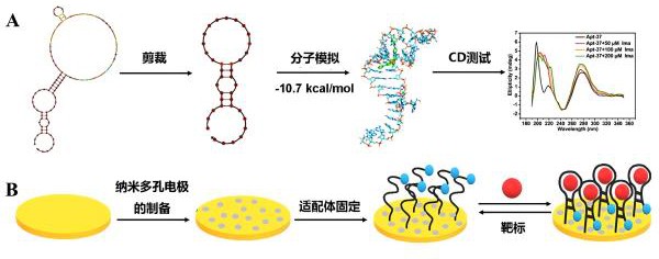 一種特異性結(jié)合伊馬替尼的核酸適配體及其篩選和應(yīng)用