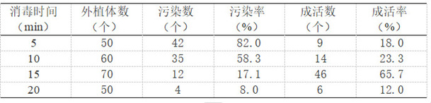 一种生姜脱毒快繁技术的制作方法