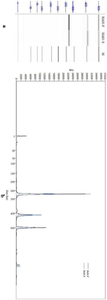 一个膨腹海马生长相关的微卫星标记HA81的引物组及其应用的制作方法