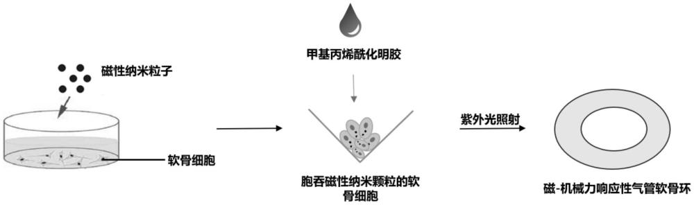 一种磁-机械力响应性组织工程气管及制备方法与流程